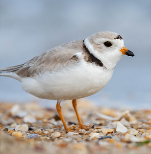Piping Plover Subscription