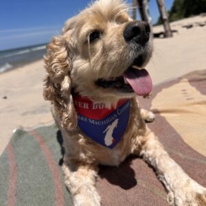bandana4