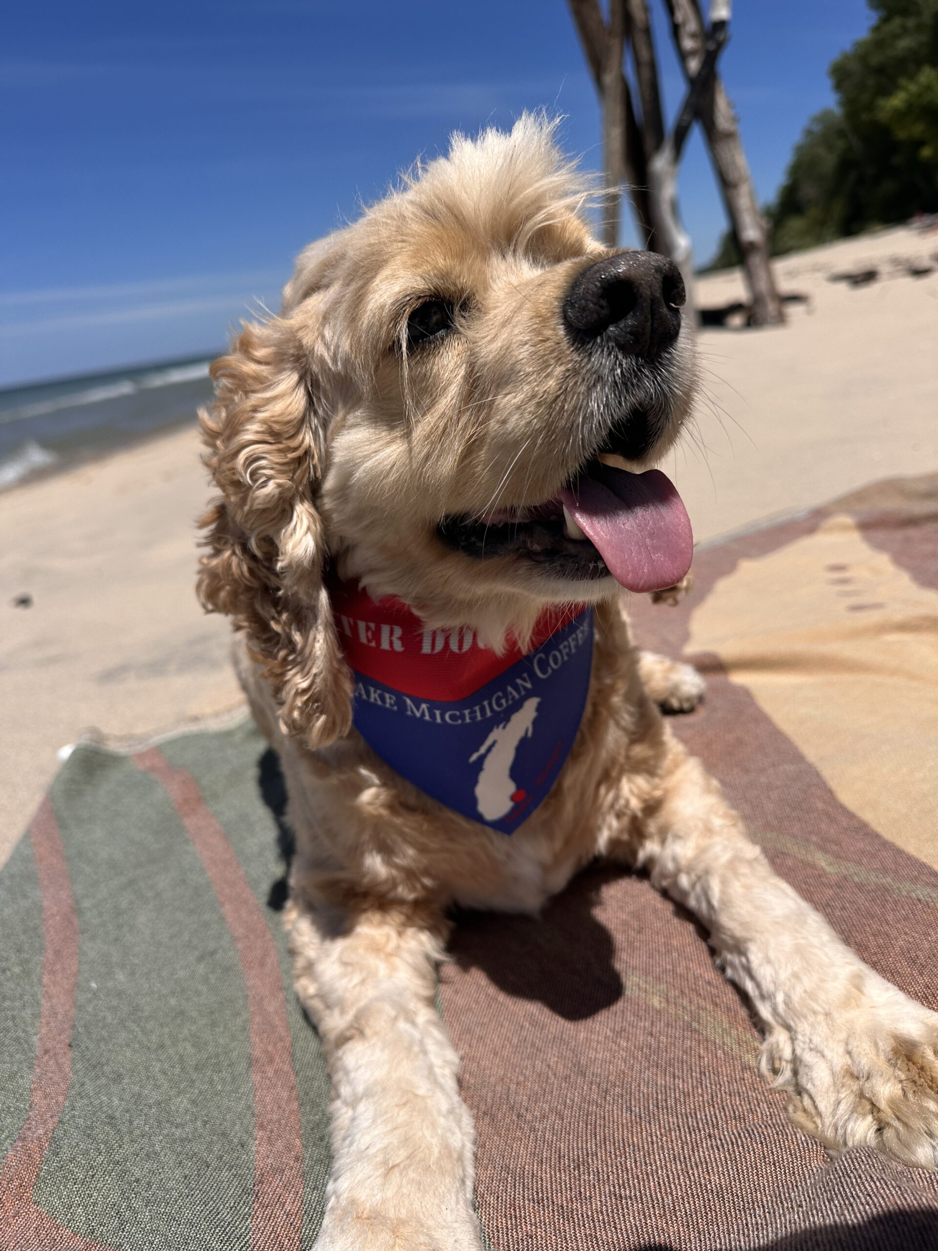Lake Michigan Coffee Dog Bandana