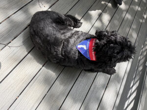 Dog Bandana bandana5