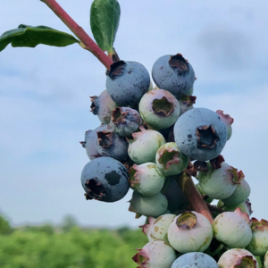 blueberry new