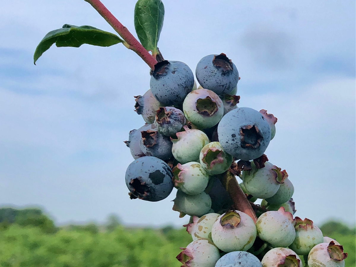 blueberry new blueberry new